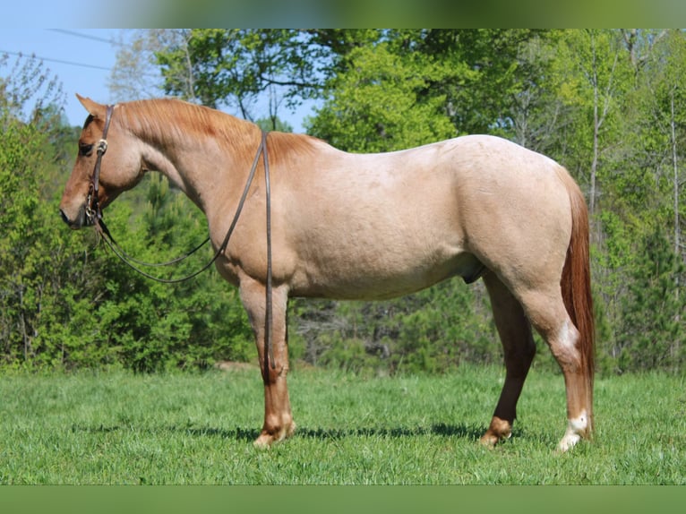 Caballo cuarto de milla Caballo castrado 13 años 152 cm Ruano alazán in Cherryville NC