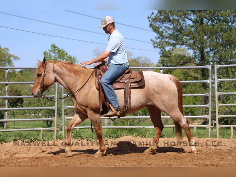 Caballo cuarto de milla Caballo castrado 13 años 152 cm Ruano alazán in Cherryville NC