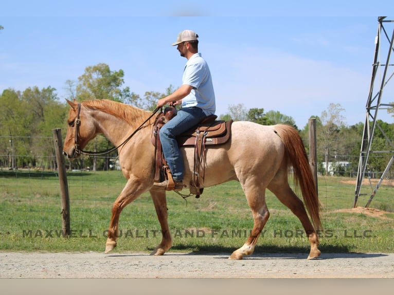 Caballo cuarto de milla Caballo castrado 13 años 152 cm Ruano alazán in Cherryville NC