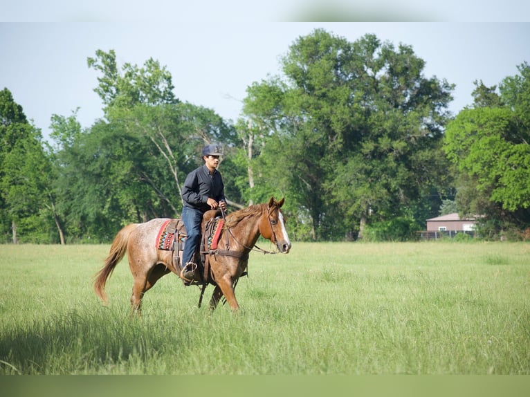 Caballo cuarto de milla Caballo castrado 13 años 152 cm Ruano alazán in Sulphur Springs