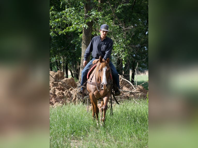 Caballo cuarto de milla Caballo castrado 13 años 152 cm Ruano alazán in Sulphur Springs