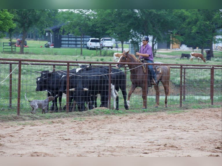 Caballo cuarto de milla Caballo castrado 13 años 152 cm Ruano alazán in Sulphur Springs