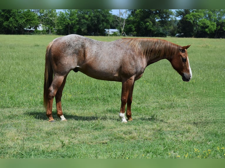 Caballo cuarto de milla Caballo castrado 13 años 152 cm Ruano alazán in Sulphur Springs