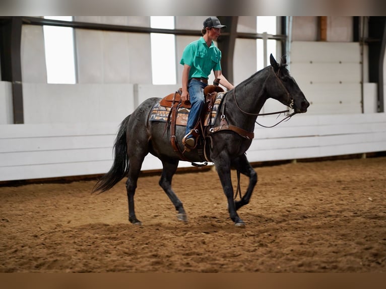 Caballo cuarto de milla Caballo castrado 13 años 152 cm Ruano azulado in Corsica