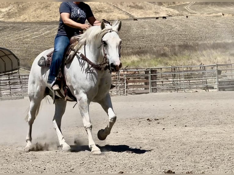 Caballo cuarto de milla Caballo castrado 13 años 152 cm Tordo in Bitterwater CA