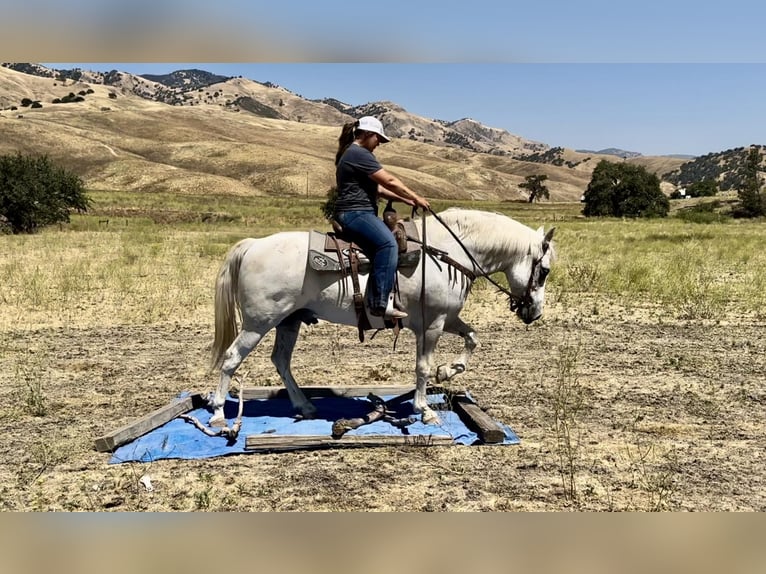 Caballo cuarto de milla Caballo castrado 13 años 152 cm Tordo in Bitterwater CA