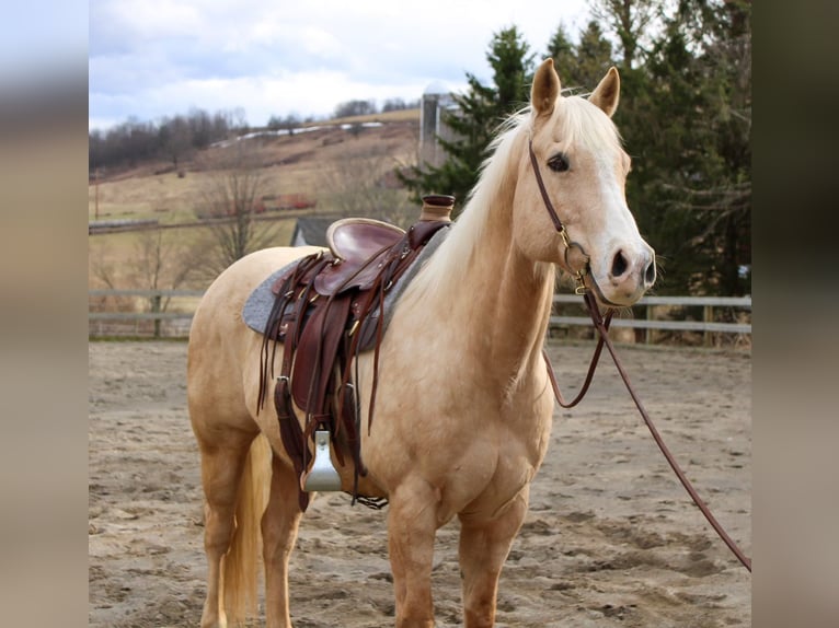 Caballo cuarto de milla Caballo castrado 13 años 152 cm in Cortland
