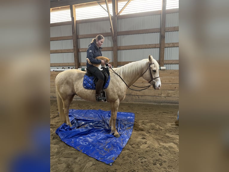 Caballo cuarto de milla Caballo castrado 13 años 152 cm in Cortland