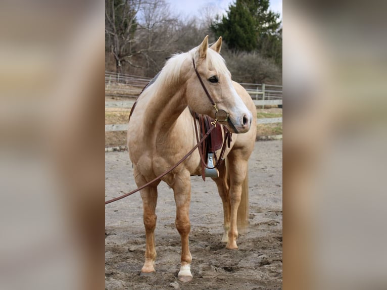 Caballo cuarto de milla Caballo castrado 13 años 152 cm in Cortland