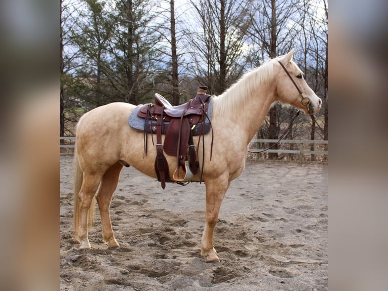 Caballo cuarto de milla Caballo castrado 13 años 152 cm in Cortland