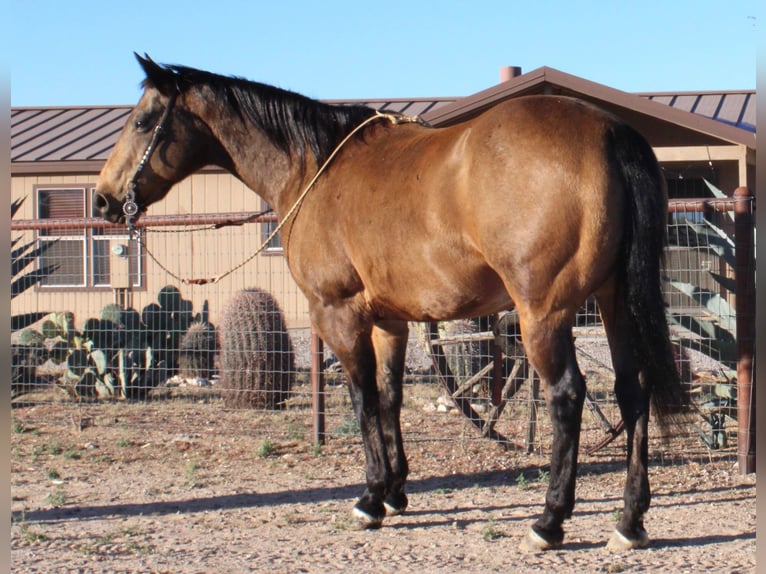 Caballo cuarto de milla Caballo castrado 13 años 155 cm Buckskin/Bayo in Congress AZ