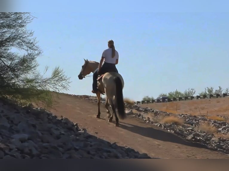 Caballo cuarto de milla Caballo castrado 13 años 155 cm Buckskin/Bayo in Mesa, AZ