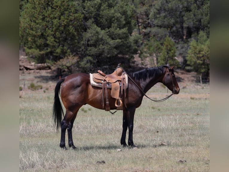 Caballo cuarto de milla Caballo castrado 13 años 155 cm Castaño rojizo in Cottonwood AZ