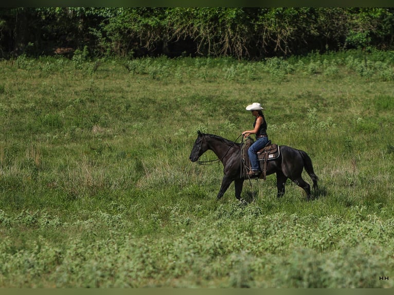 Caballo cuarto de milla Caballo castrado 13 años 155 cm Negro in Troup, TX