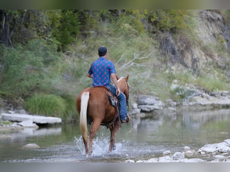 Caballo cuarto de milla Caballo castrado 13 años 155 cm Palomino in lIpan TX