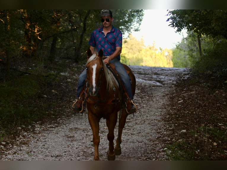 Caballo cuarto de milla Caballo castrado 13 años 155 cm Palomino in lIpan TX
