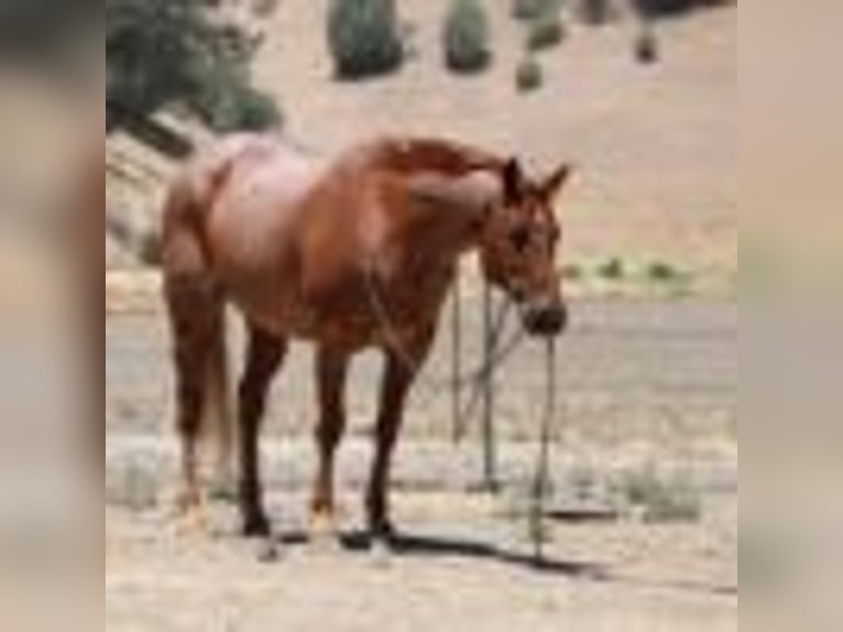 Caballo cuarto de milla Caballo castrado 13 años 155 cm Ruano alazán in Paicines CA