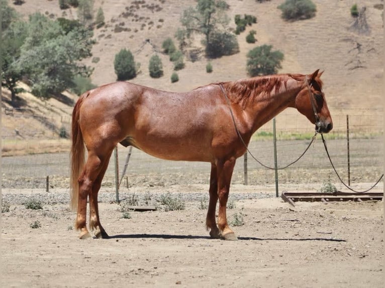 Caballo cuarto de milla Caballo castrado 13 años 155 cm Ruano alazán in Paicines CA