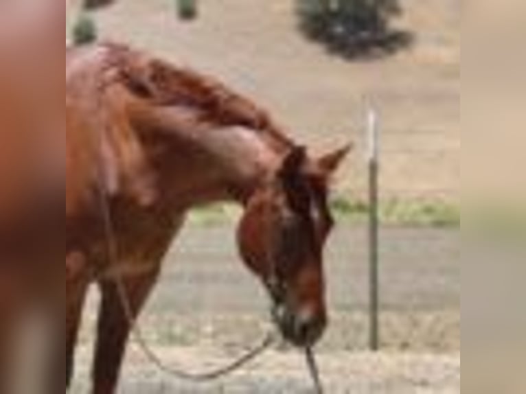 Caballo cuarto de milla Caballo castrado 13 años 155 cm Ruano alazán in Paicines CA