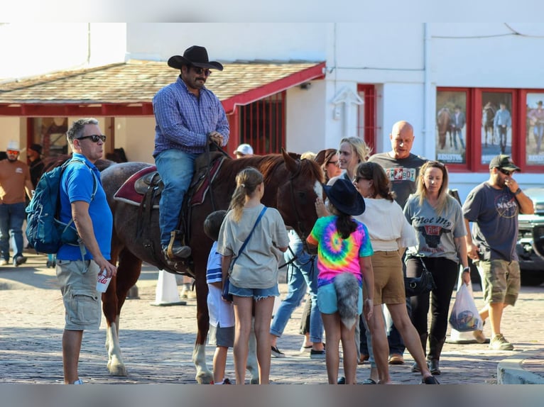 Caballo cuarto de milla Caballo castrado 13 años 155 cm Ruano alazán in Stephenville TX