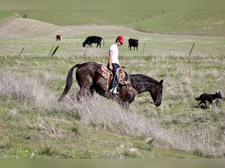 Caballo cuarto de milla Caballo castrado 13 años 155 cm Ruano azulado in Paicines CA