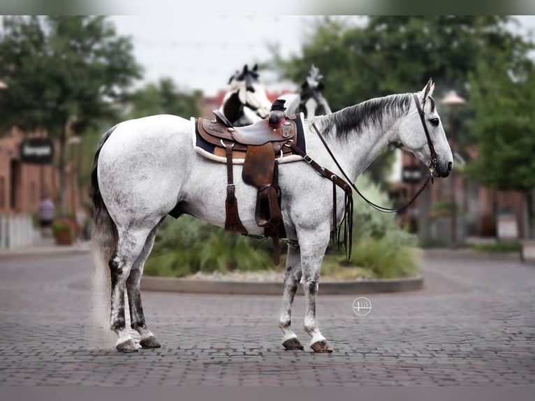 Caballo cuarto de milla Caballo castrado 13 años 155 cm Tordo in Weatherford