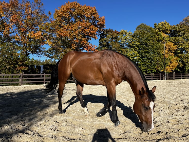 Caballo cuarto de milla Caballo castrado 13 años 156 cm Castaño oscuro in Hundsangen