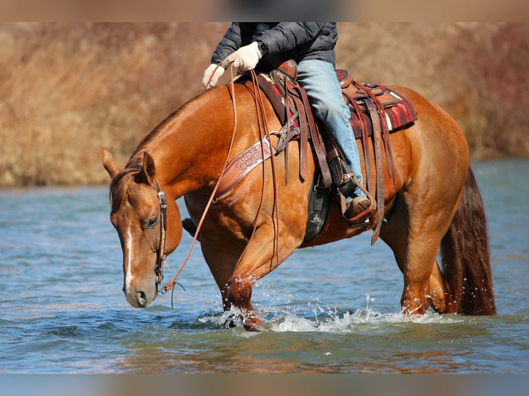 Caballo cuarto de milla Caballo castrado 13 años 157 cm Alazán-tostado in Clarion