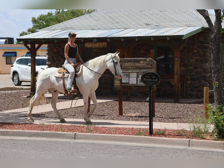 Caballo cuarto de milla Caballo castrado 13 años 157 cm Tordo in Cottonwood AZ