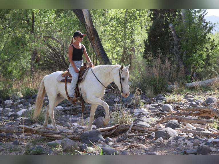 Caballo cuarto de milla Caballo castrado 13 años 157 cm Tordo in Cottonwood AZ