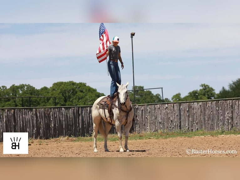 Caballo cuarto de milla Caballo castrado 13 años 157 cm Tordo in Weatherford TX