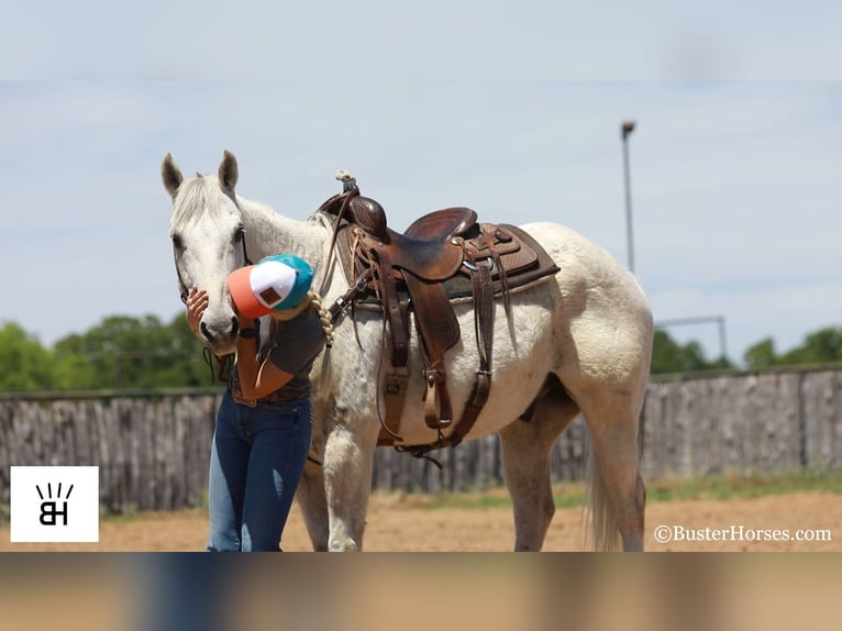 Caballo cuarto de milla Caballo castrado 13 años 157 cm Tordo in Weatherford TX