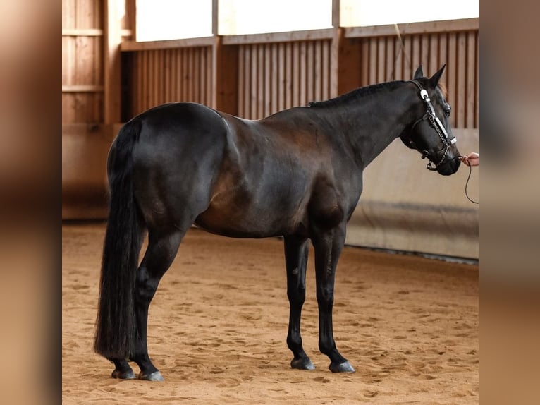 Caballo cuarto de milla Caballo castrado 13 años 158 cm Castaño oscuro in Zahna