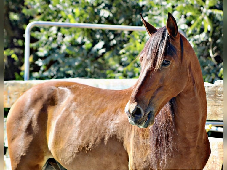 Caballo cuarto de milla Caballo castrado 13 años 160 cm Castaño rojizo in Bitterwater CA