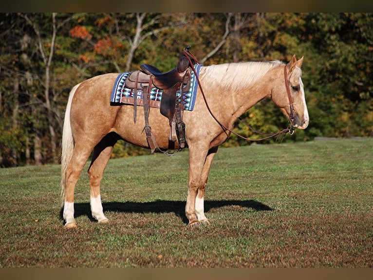 Caballo cuarto de milla Caballo castrado 13 años 160 cm Palomino in Brodhead, KY