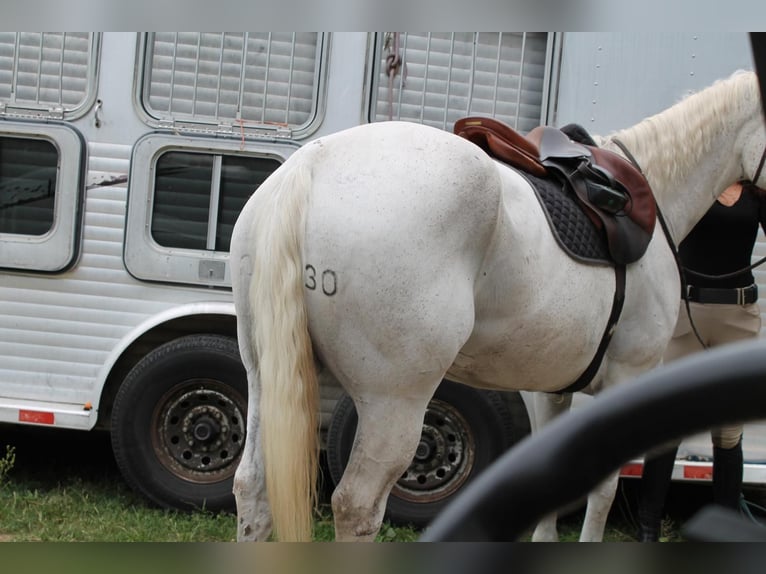 Caballo cuarto de milla Caballo castrado 13 años 160 cm Tordo in Central Islip