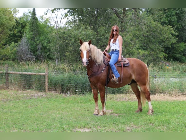 Caballo cuarto de milla Caballo castrado 13 años 163 cm Alazán-tostado in Howell MI