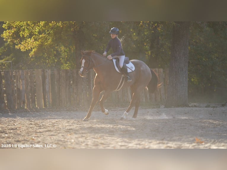 Caballo cuarto de milla Caballo castrado 13 años 163 cm Ruano alazán in Terrell