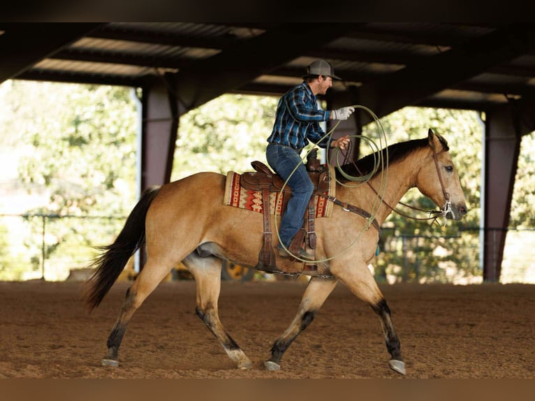 Caballo cuarto de milla Caballo castrado 13 años 168 cm Buckskin/Bayo in Quitman
