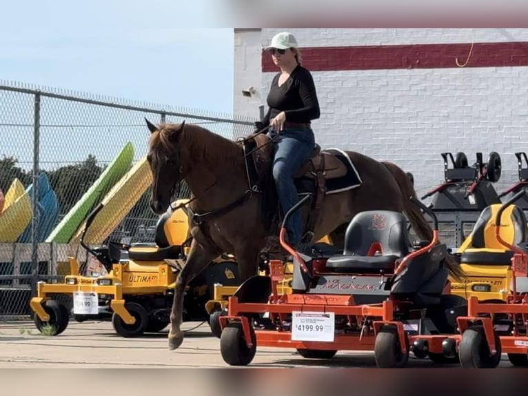 Caballo cuarto de milla Caballo castrado 13 años Alazán-tostado in Weatherford TX