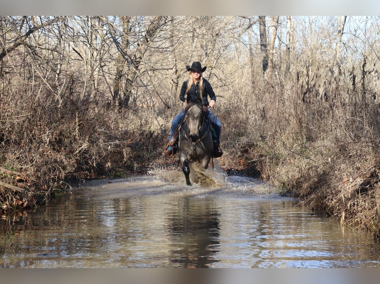 Caballo cuarto de milla Caballo castrado 13 años Buckskin/Bayo in Flemingsburg, KY