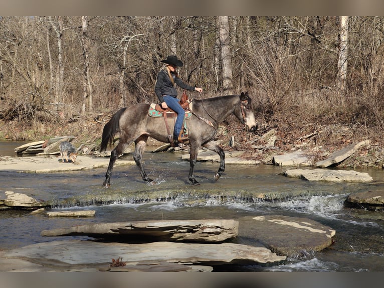 Caballo cuarto de milla Caballo castrado 13 años Buckskin/Bayo in Flemingsburg, KY