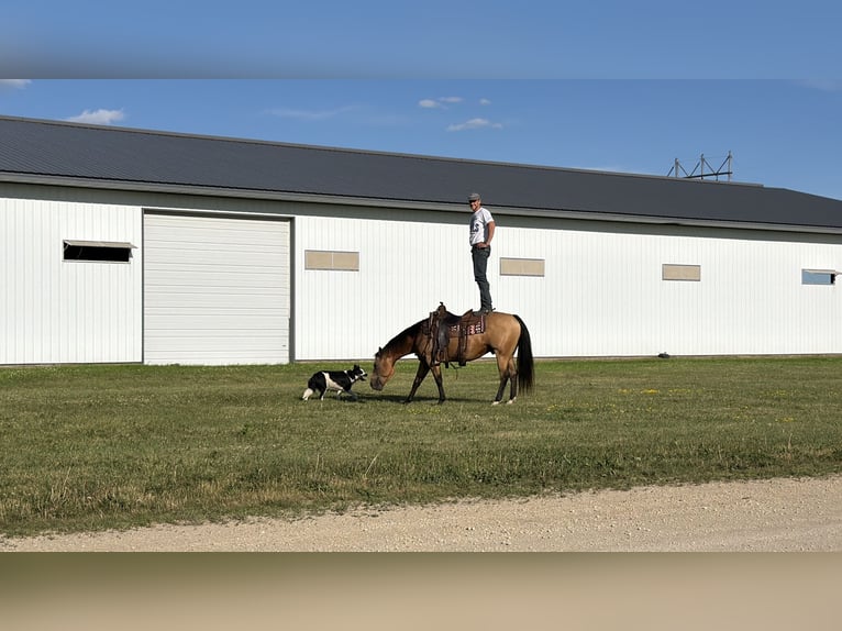 Caballo cuarto de milla Caballo castrado 13 años Buckskin/Bayo in Cannon Falls
