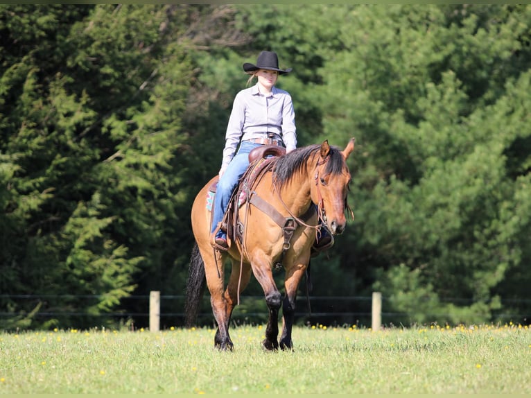 Caballo cuarto de milla Caballo castrado 13 años Buckskin/Bayo in Clarion