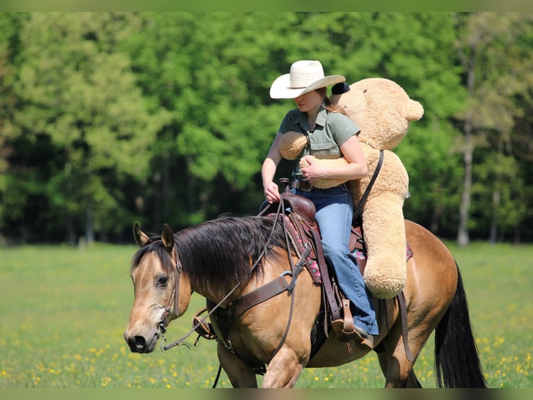 Caballo cuarto de milla Caballo castrado 13 años Buckskin/Bayo in Clarion