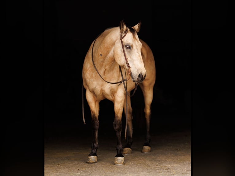 Caballo cuarto de milla Caballo castrado 13 años Buckskin/Bayo in Fredericksburg
