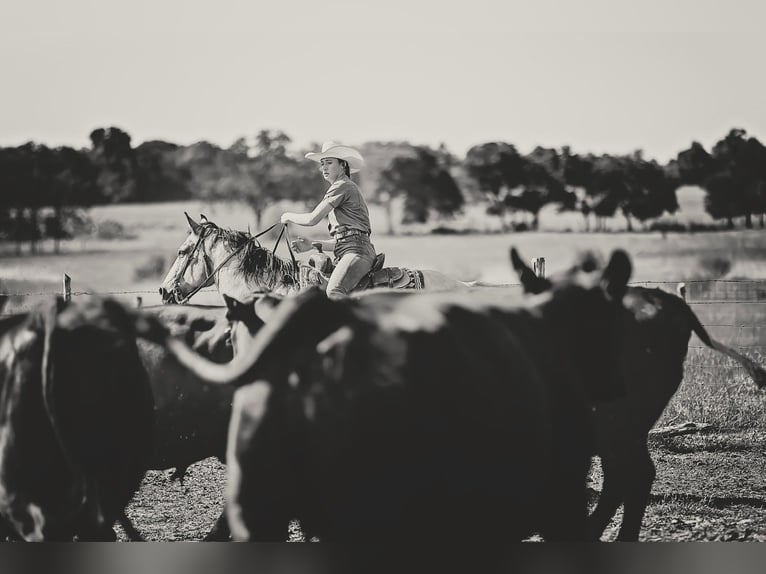Caballo cuarto de milla Caballo castrado 13 años Buckskin/Bayo in Fredericksburg