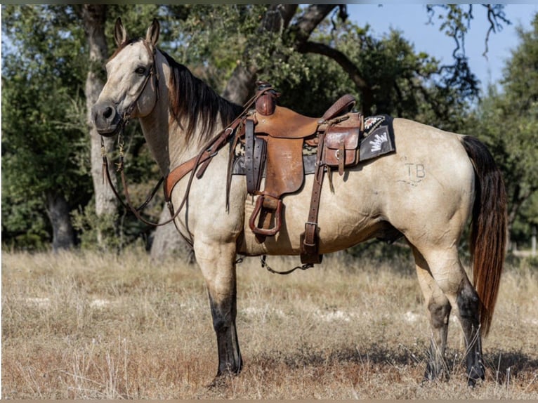 Caballo cuarto de milla Caballo castrado 13 años Buckskin/Bayo in Fredericksburg