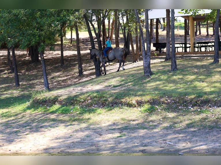 Caballo cuarto de milla Caballo castrado 13 años Grullo in Terrell