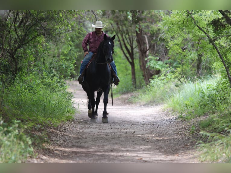 Caballo cuarto de milla Caballo castrado 13 años Negro in STEPHENVILLE, TX